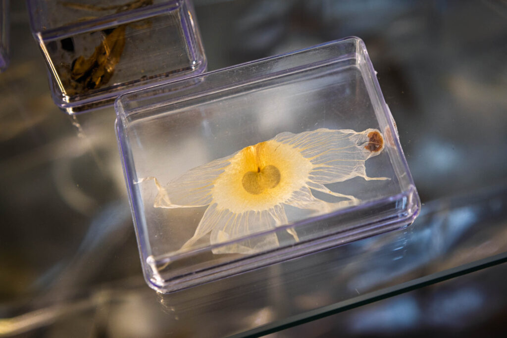 Espécime biológico translúcido com centro amarelo, preservado em caixa acrílica sobre prateleira de vidro — fotografia macro em ambiente de museu.